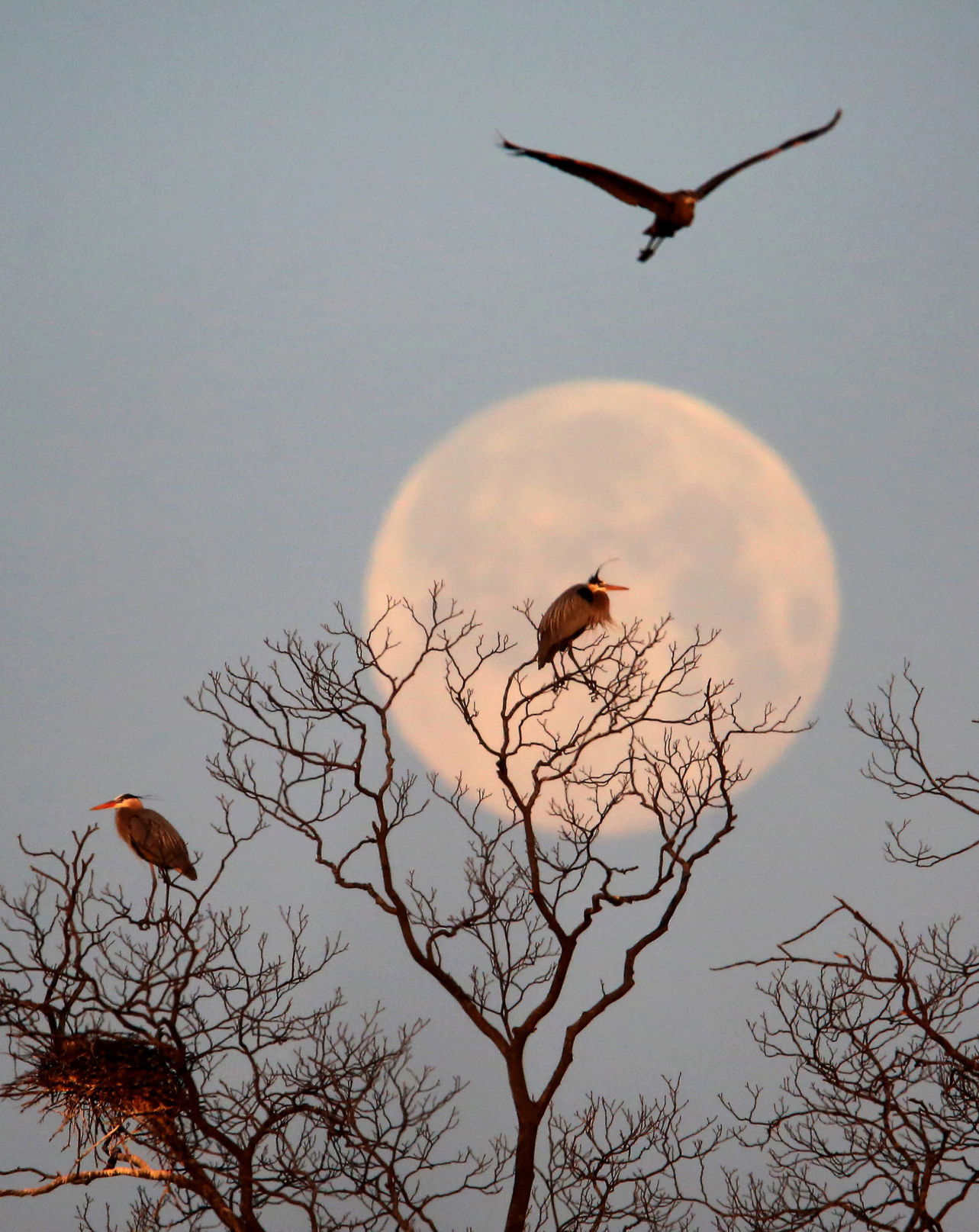 Full moon and herons